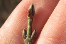 Acer_2.jpg