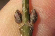acer_1.jpg