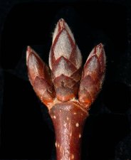 Acer saccharum term bud cl up.jpg