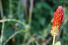 trifolium incarnatum 120523 tormarancia 133.jpg