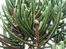20121204_Wahiawa-CaliforniaSt_Skinny-branchedAraucaria_Cutler_P1380238.jpg