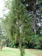 20121204_WahiawaBG_SomeAraucariaceae_Cutler_P1380511.jpg