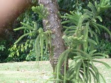 20121204_WahiawaBG_SomeAraucariaceae_Cutler_P1380514.jpg