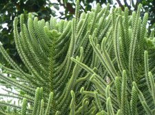 20121204_WahiawaBG_SomeAraucariaceae_Cutler_P1380516.jpg