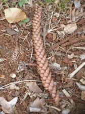20121204_WahiawaBG_SomeAraucariaceae_Cutler_P1380517.jpg