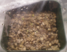 Obregonia denegrii day 5.png
