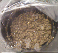 Pelecyphora aselliformis day 5.png
