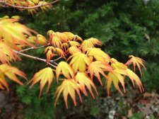 Katsura%203_18_12a.jpg