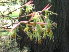 KotoNoIto%203_24_12.jpg