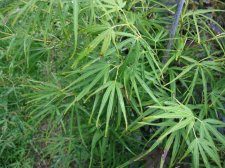 Scolopendrifolium 7-29-10.jpg
