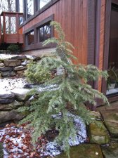 Cedrus deodara Snow Sprite Low Res.jpg