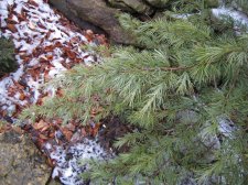 Cedrus deodara Snow Sprite branch low res.jpg
