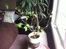 Unhealthy Lemon tree.JPG