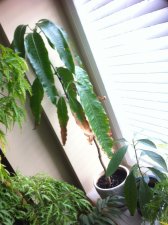 Mango2013 earlysping.JPG