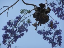 Jacaranda mimosifolia3.jpg