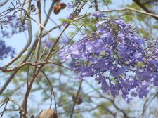 Jacaranda mimosifolia2.jpg