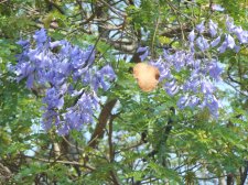 Jacaranda mimosifolia1.jpg