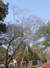 Jacaranda mimosifolia4.jpg