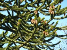 20130318_SemlinNapier_AraucariaAraucana_Cutler_P1400947.jpg