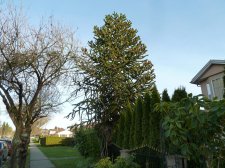 20130309_49thElliott_AraucariaAraucana_Cutler_P1400784.jpg