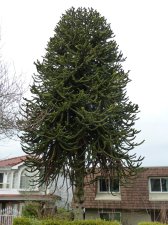 20130302_TyeeElem-19thKnightAraucariaAraucana_Cutler_P1400581.jpg
