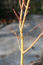 IMG_0468.jpg