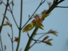 Apalm Akane new leaves-flowers.jpg