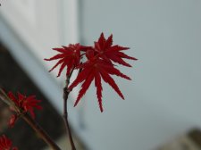 Apalm Otome new leaves.jpg