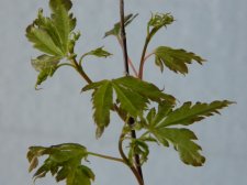 Apalm Ginja leaves.jpg