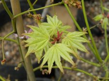 Apalm Peaches new leaves.jpg