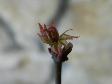 Apalm Taro new leaves.jpg
