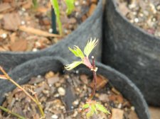 Apalm Tequila new leaves.jpg