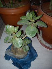 BONSAI - 1.jpg