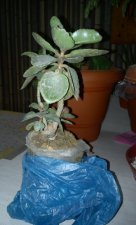 BONSAI - 2.jpg