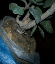 BONSAI -3.jpg