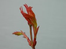 Apalm Momoiro new leaves.jpg