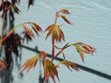 Apalm Momoiro leaves.jpg