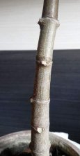 IMG-20130424-WA0001.jpg