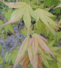 maple-ant.jpg