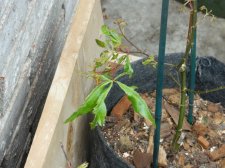 Apalm Ginja leaves1.jpg