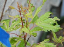 Apalm Ginja leaves3.jpg