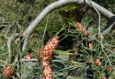 20130503_SeawallAquaticCtr_Pine2_Cutler_P1440261.jpg