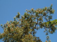 20130503_SeawallAquaticCtr_Pine2_Cutler_P1440266.jpg