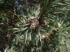 20130503_SeawallAquaticCtr_Pine3_Cutler_P1440280.jpg