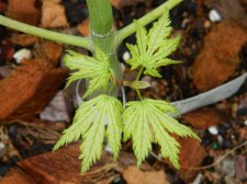 Apalm Shigi leaves.jpg