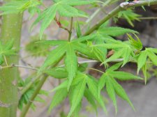 Apalm Shinju leaves.jpg