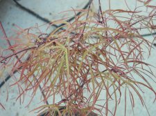 Apalm Aekan Ie's leaves.jpg