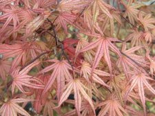 Apalm Olsen's leaves.jpg