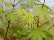 Apalm Momoiro leaves.jpg