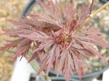 Apalm Red Dragon leaves.jpg